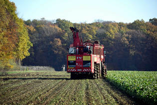 HOLMER T4-40 bei der Ernte im Hundegang